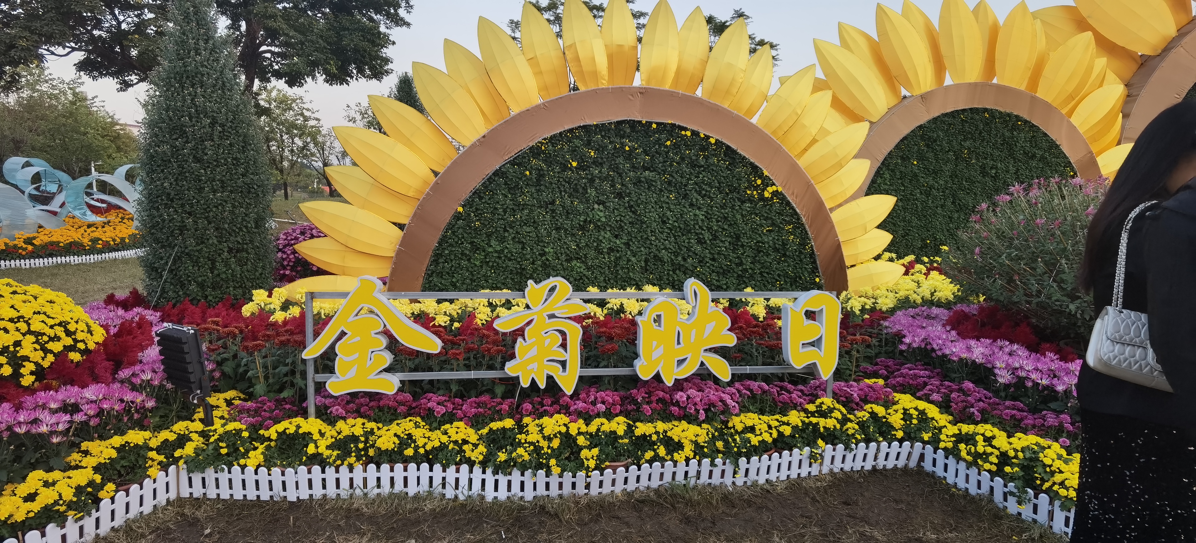 20241202 廣東小欖菊花園